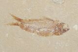 Small Cretaceous Fossil Fish - Lebanon (Back In Stock) - Photo 3